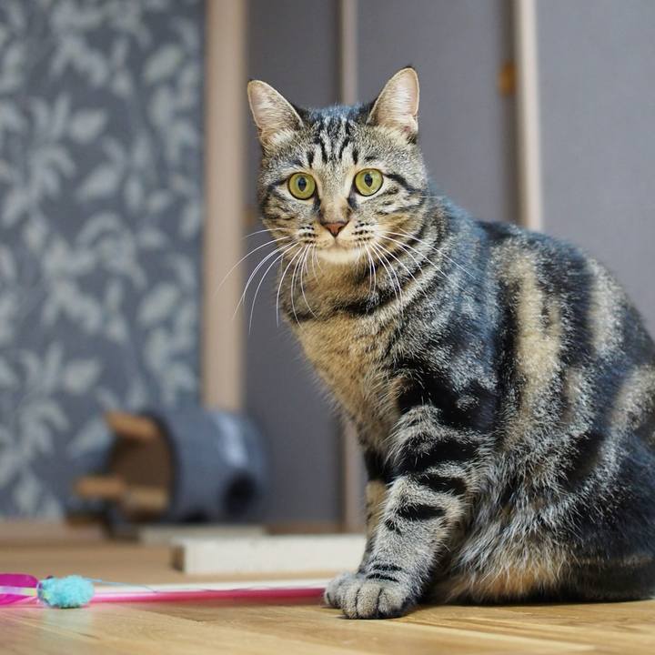 126e0988 d72c 42a1 b1a0 ef7f8b57d19e 1540038895243