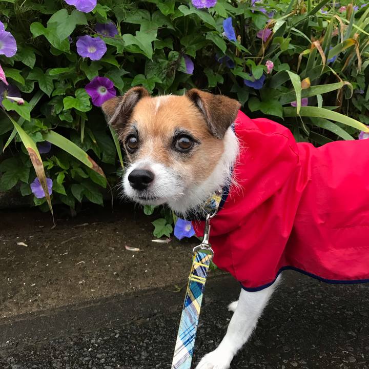 126f93db f87e 4e13 85ee fa0e179289d7 1537911308749