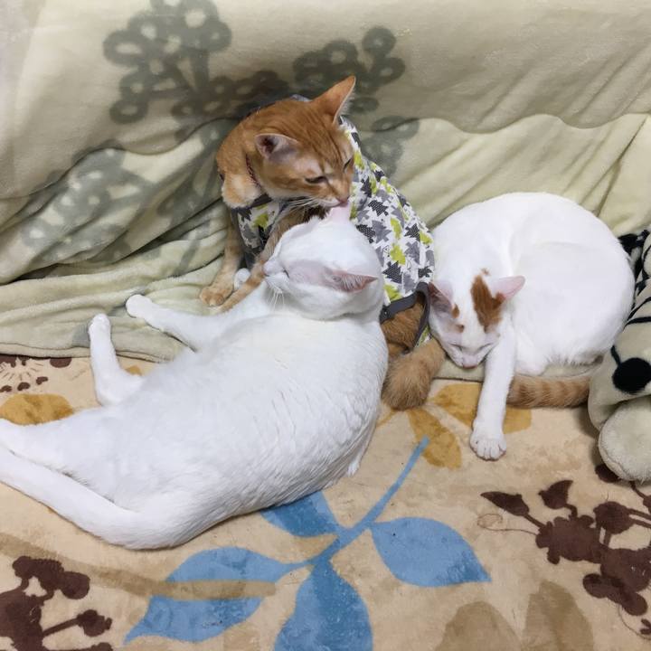 127040c5 3c89 443b b10c c1b38ea3a440 1511614144031