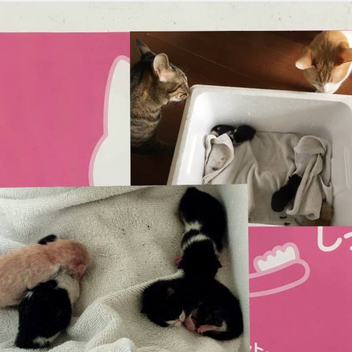 1272c4b9 4f85 414e b208 9356042b170e 1569321765531