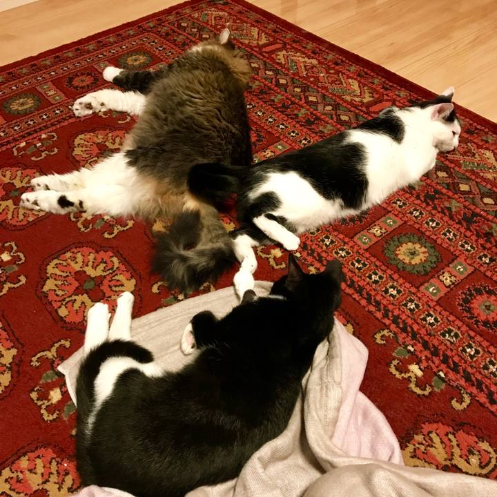 12739ebc 88e7 4b6f 9ac5 6533227424ce 1509356231527