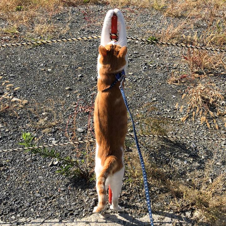 1275e3fd 85e5 46cd b42f 7c7858d0d99f 1541039841668