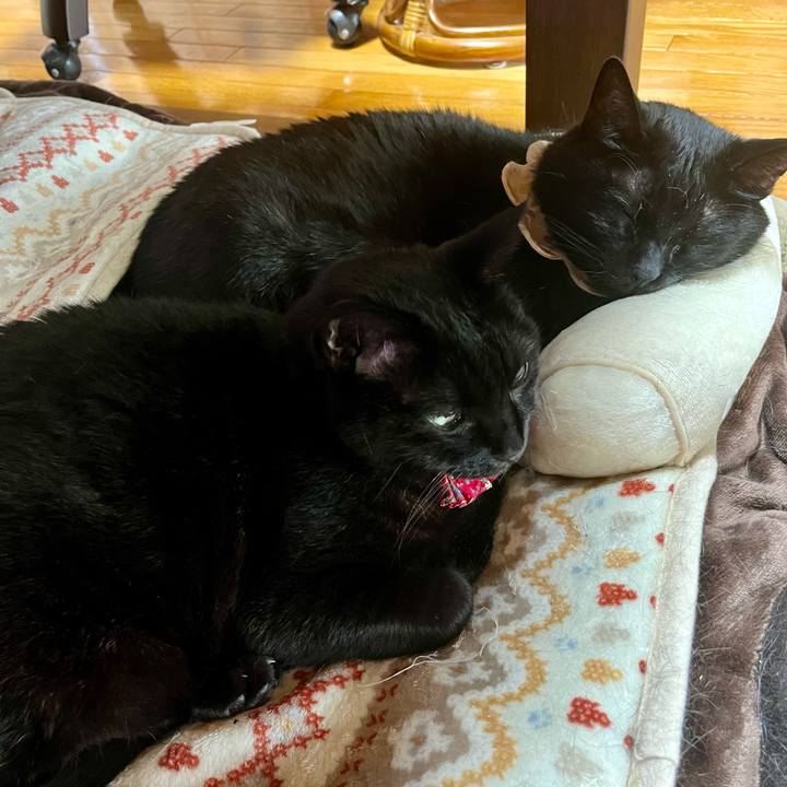 1278f460 39af 41fa 8ee3 c9081f7d92a1 1709083014589