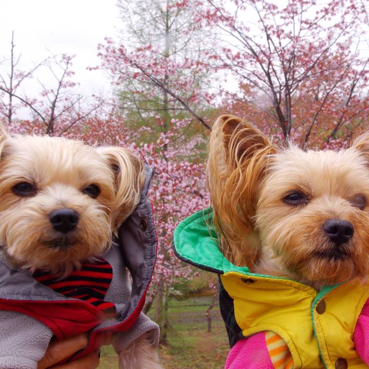 12798a62 9b8f 4aa4 9394 098b7d3eda1b 1525579390069