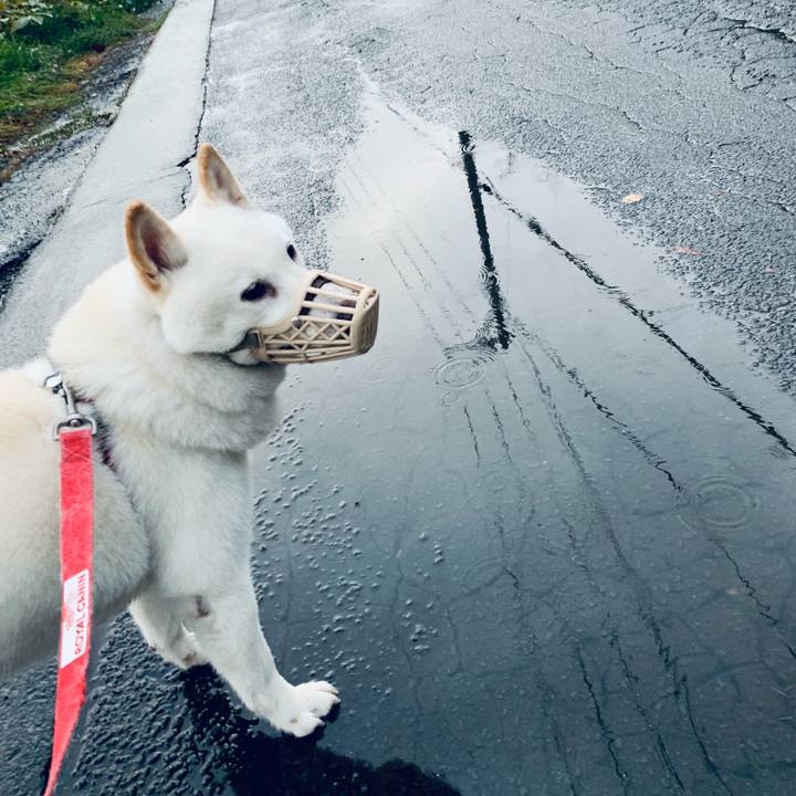 127c49cf 2d7f 4422 9305 13cc602a4da8 1603489925616