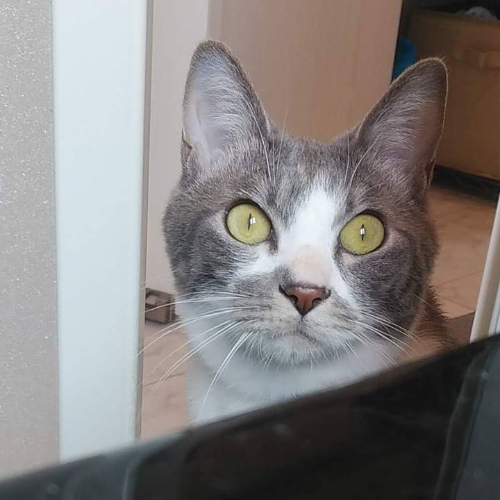 127c4a83 7507 4a80 bcc8 6a57b91b1886 1619322881988