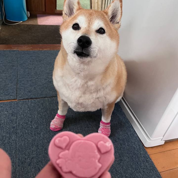 128a1cc8 f2c4 4037 b4da ad6fc54afcea 1711588574248