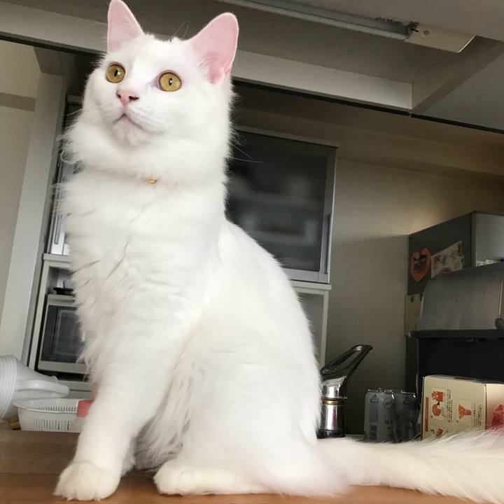 128b19e8 d9c8 4780 8e3c ad76acb2af24 1523708153689