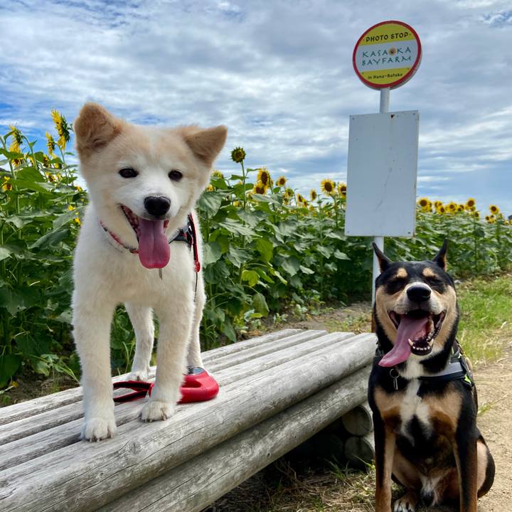 128e4621 ef1f 4237 9b25 477adf5d14ec 1660524446652