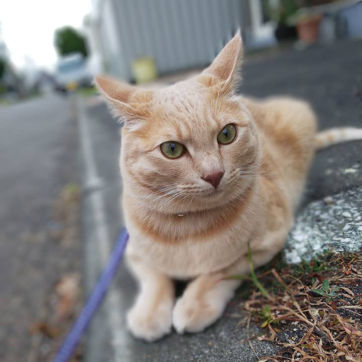 128fe06a c992 41f4 9320 1cda8449595f 1596147985821