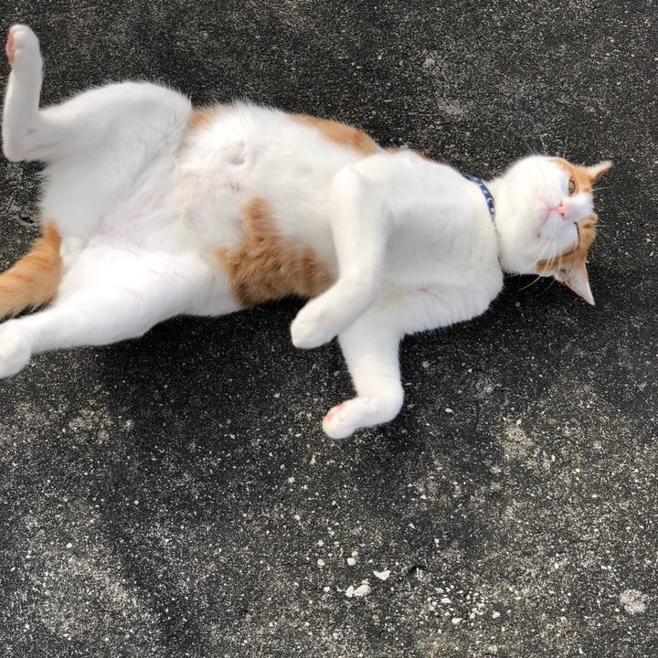 12901627 d447 489e a910 9d1d92eab021 1539662784050