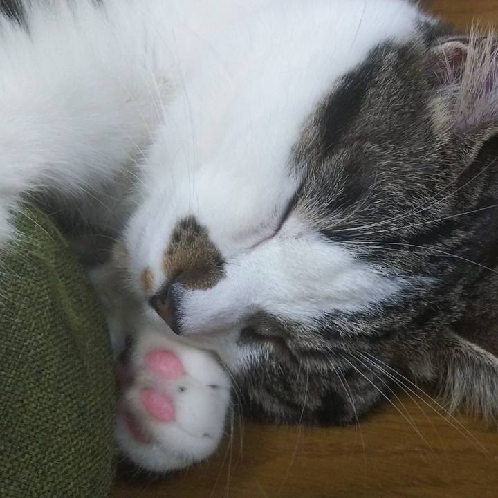 12909da5 fb20 447a a0fd 51f42169dcba 1621860117018