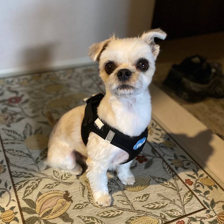 12980d6a 9805 4006 a000 751b8e6083dd 1575540567302