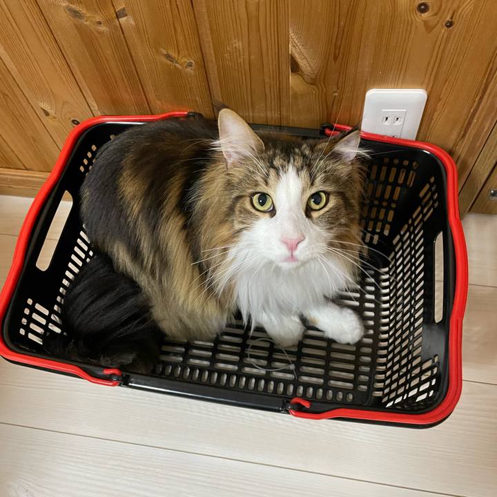 1299fa0d ba2c 413b b61a 03317e0281a1 1678624662565