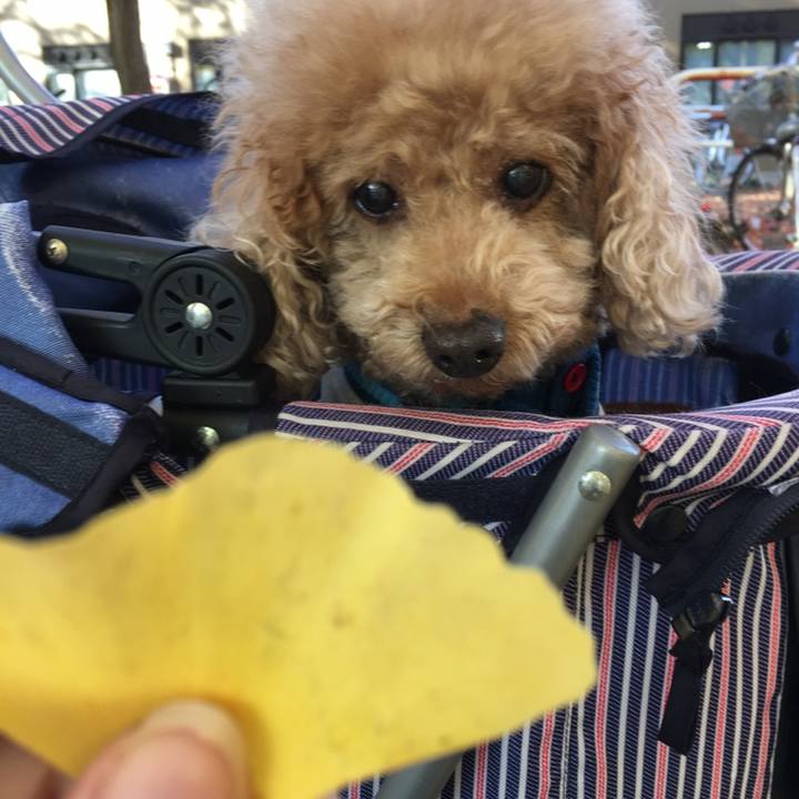 129a5971 1232 44bb 93dd 326a5a05ee07 1574991103439