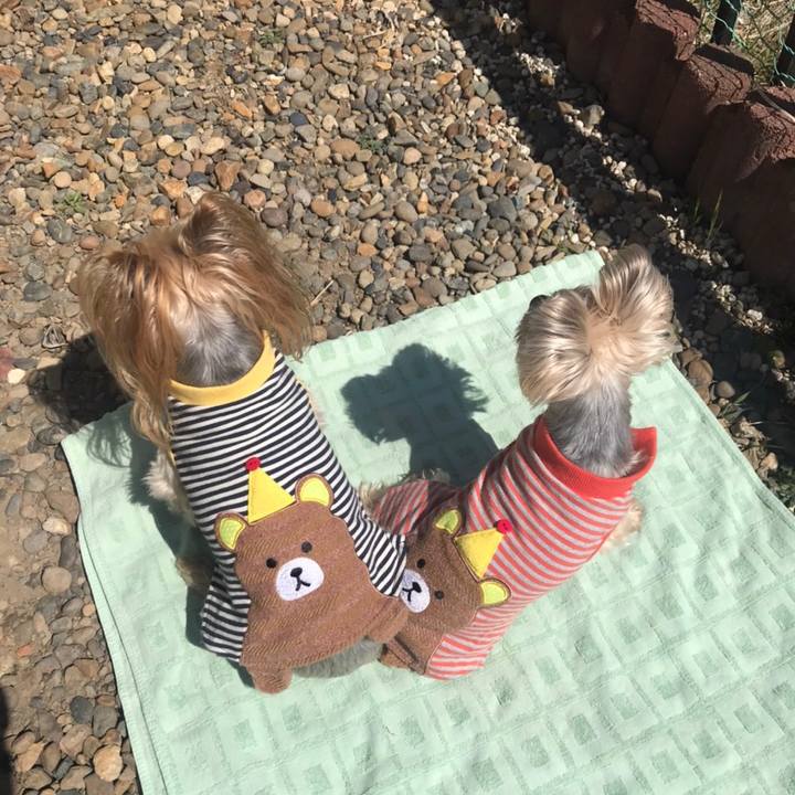 129d3c16 db4b 44a9 8f94 2d675326d333 1586858001488