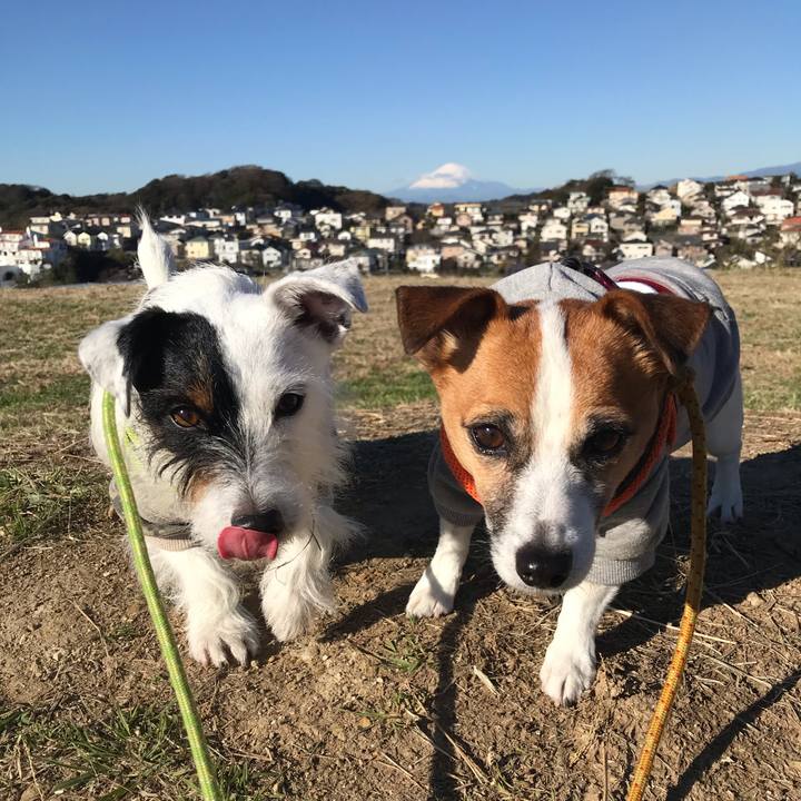 129d5f05 7ba8 433a a690 aef78e2a59ee 1544746434008