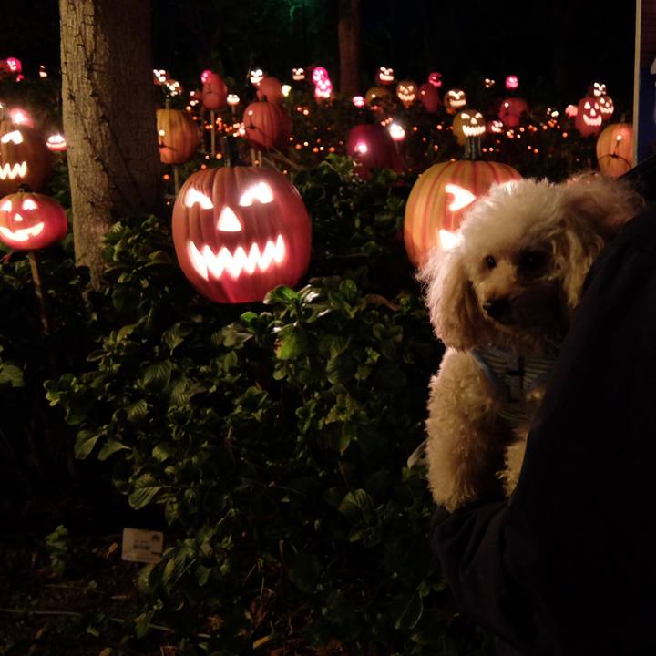 129d7081 77a2 46a0 8e70 53413534535f 1635669658016