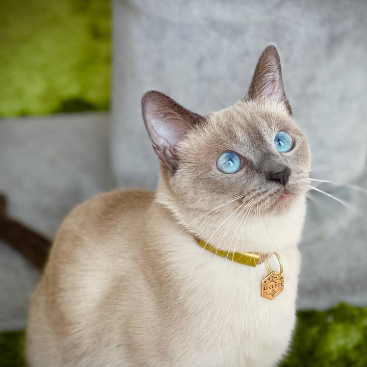 12a2826a d33e 4c94 85b7 0e37641d07c0 1610590939228