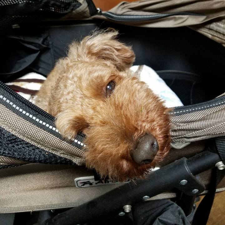 12a45520 3f84 46d2 901b 36dc86d52729 1507820149553