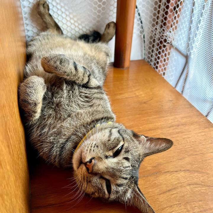 12a500ef 5ae9 423c b662 d94f6f5cb777 1764221520787