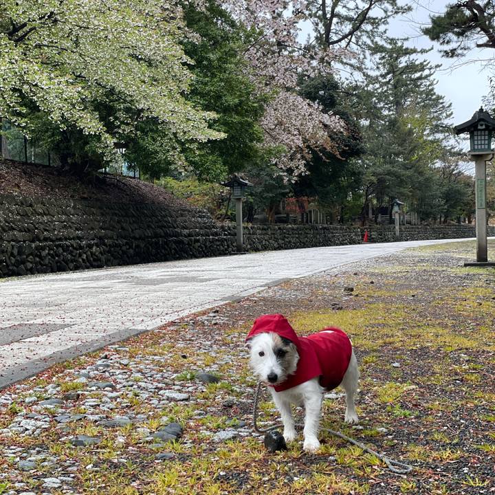 12a56a87 8792 47ed 8a4e c2aa0f7841ab 1618355103775