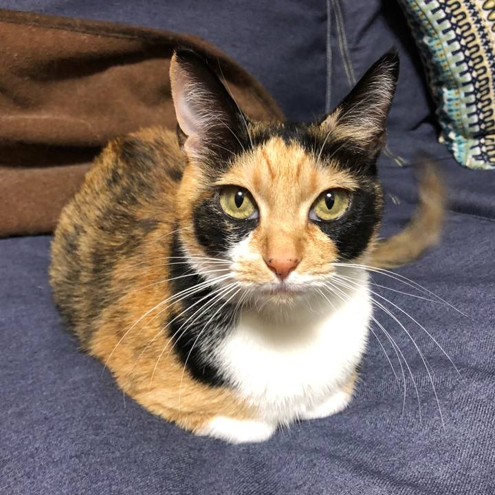 12a66576 d4b0 452b b254 e5e1b7120e3f 1543315346808