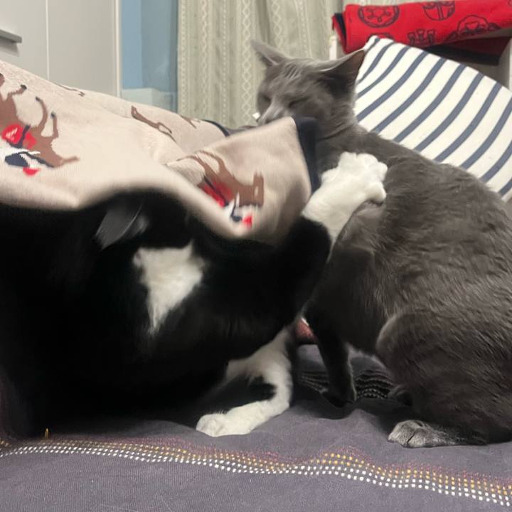 12a775e9 29ef 4a1d 977c 4d5411dca077 1760107188635