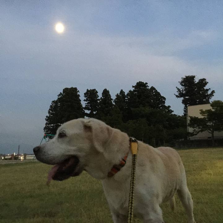 12a7a161 3c54 41d1 82eb 022e196f9b0f 1532433089522