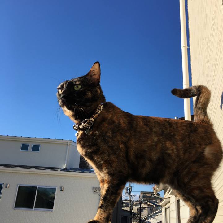 12a7d435 627d 464e b423 67024f90072c 1513730107920