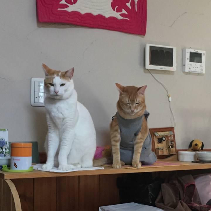 12a83c88 dbb7 47c1 9a82 2d8d4be0c8f6 1531298180615