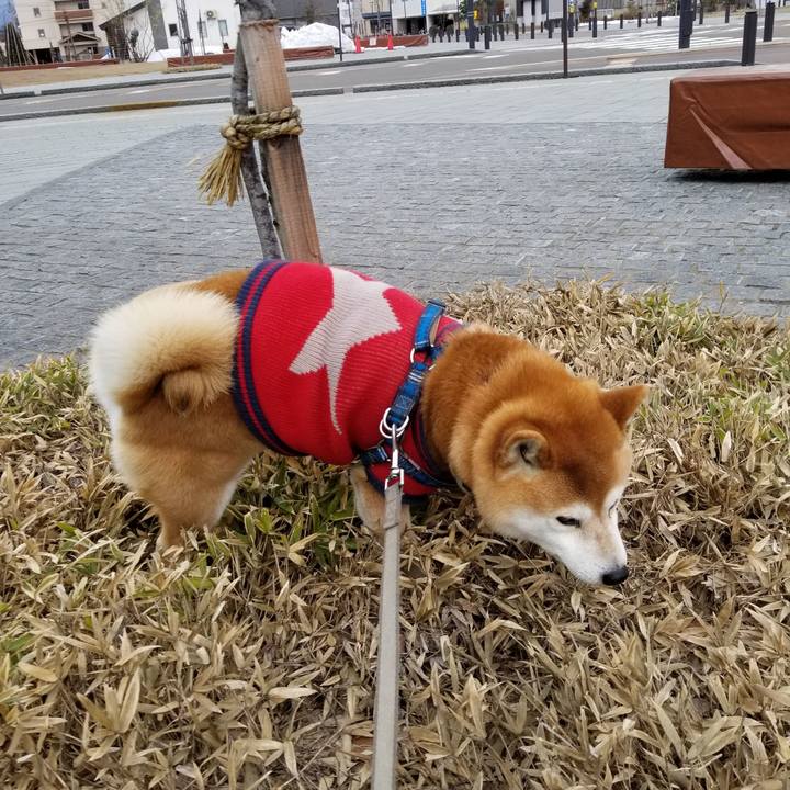 12a86123 b43e 4138 b280 d66ed97109d5 1552445640937