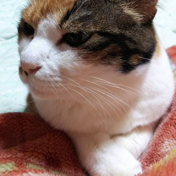 12aaa3f3 a4a8 428b aed0 ea84aa4e460c 1541889999269