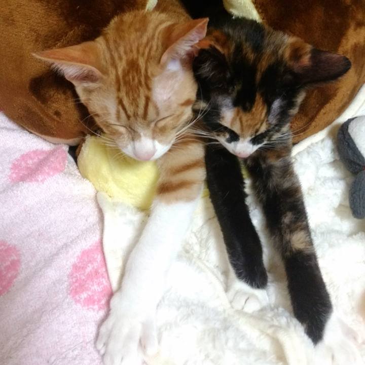 12ab6021 f36f 469a 8c20 3e3865f2c0d1 1545308413782