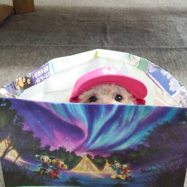 12ac8409 be9f 4e7e ae0b 821315bcb580 1529652142224