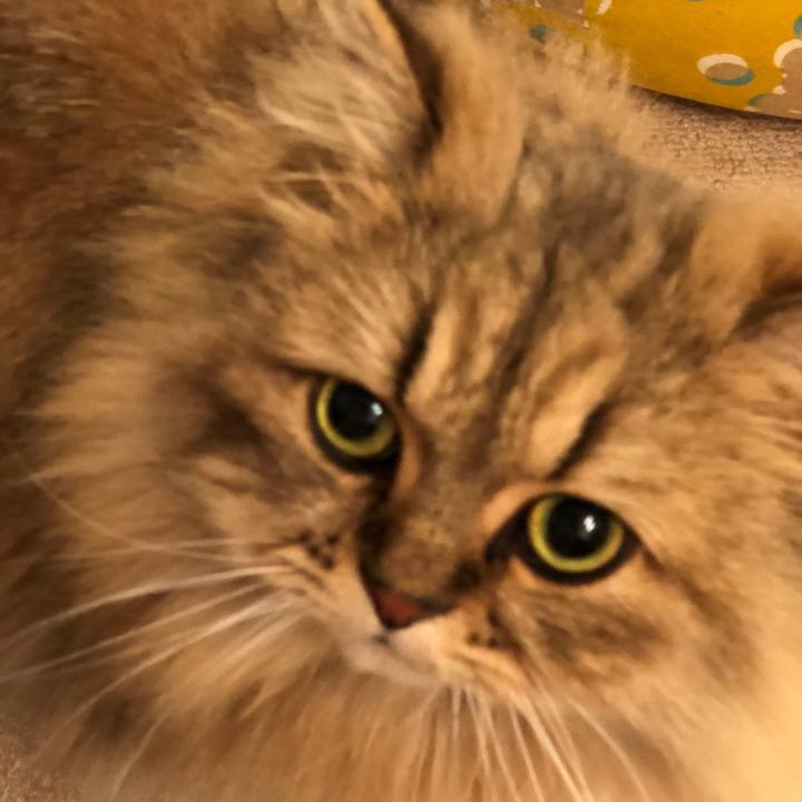 12ae7e6f 77f0 49da ac99 bbbecc0605e2 1541815719792