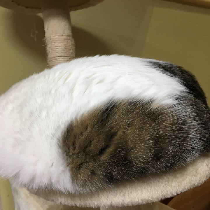 12b09cb3 9549 4251 9be6 02d6f5951e2d 1519825880113