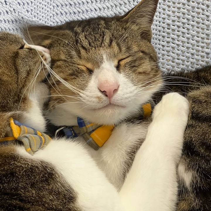 12b324e3 4a38 4956 ba49 adff052ccd74 1756484051684