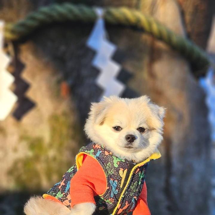 12b52953 4ea2 473c aa6b b47a1e7c1819 1767544145744