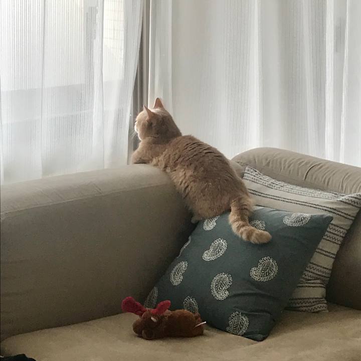 12b97eed e47a 48e5 8e13 ec5188c4cd2a 1560559626650