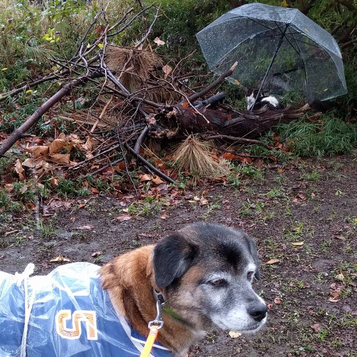 12bce883 5cd4 46b2 a1a7 22152093c0ae 1544573029736