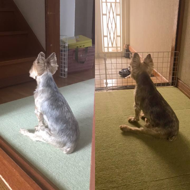 12bf77c2 ce12 4c0b be8c ddfb25400bd5 1593940259491