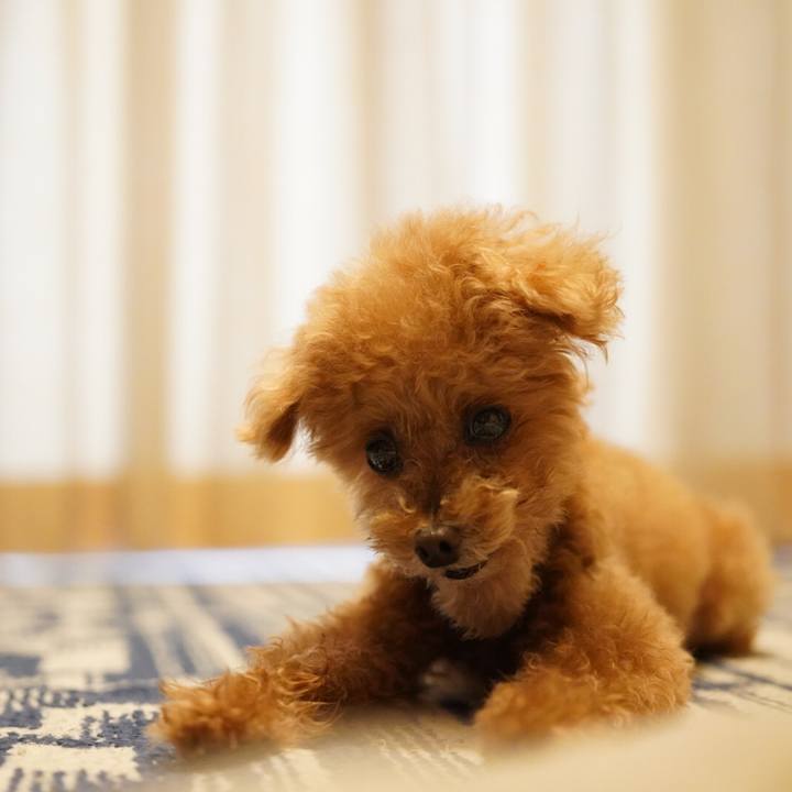 12c1068f 09ee 469b 9375 c3df11c5fa7e 1665296627257