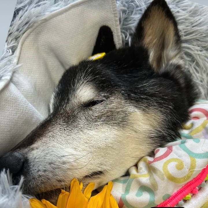 12c14bf8 92c5 4af4 af2c 51eb50ff4fb5 1748425324365