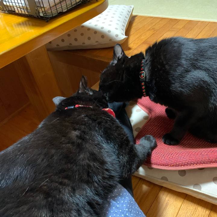 12c20570 a29c 4659 b22f c2ba1c939a2a 1571570686923