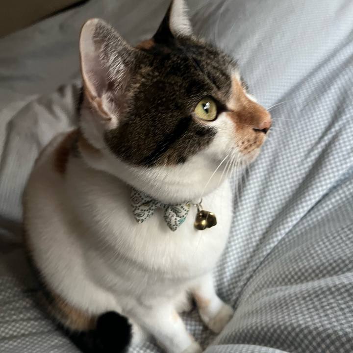 12c20fef dc05 48ba aa84 459f2ef47810 1763945980915