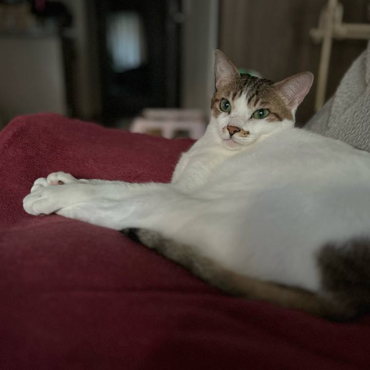 12c21c51 6d5f 4a12 b4d9 7cf350b0b45e 1763937401311