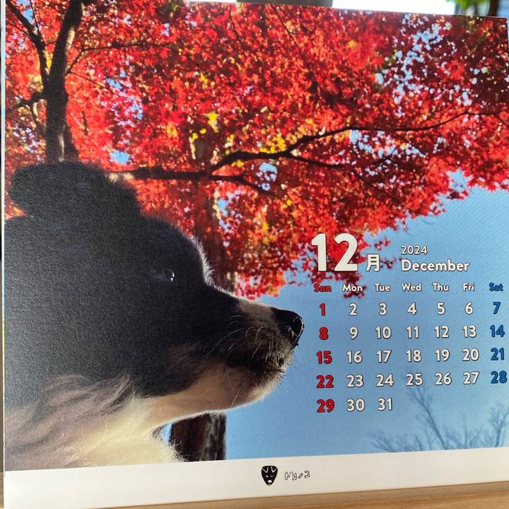 12c24e8a 3bb8 45f4 90ee 8fa21d695813 1733006779691