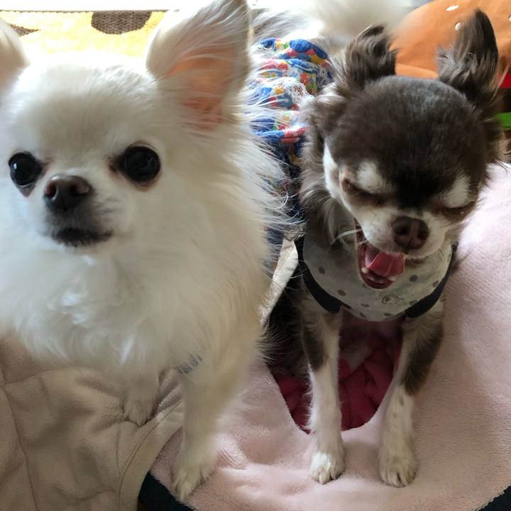 12c64913 b31e 44de a5d2 56debaf93b35 1589508021677