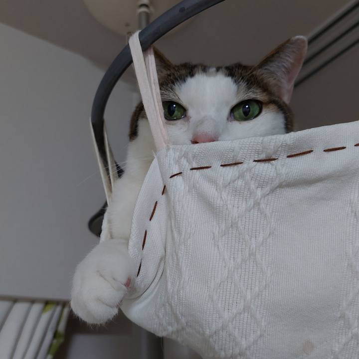 12c76926 8e18 4ae8 8ab7 e52ace31edc3 1747259271208